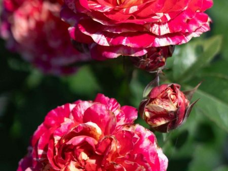 Winning Streak™ Rose Bare Root on Sale