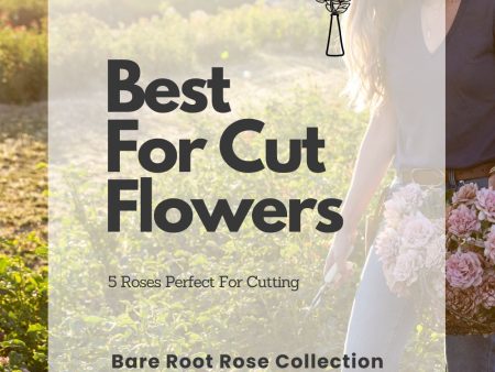 Cut Flower Bare Root Rose Collection Hot on Sale