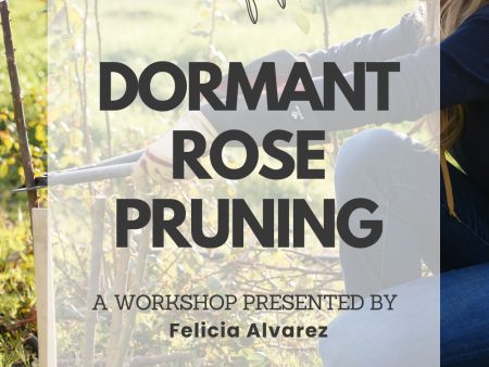 Dormant Rose Pruning Workshop: February 1, 2025 For Discount