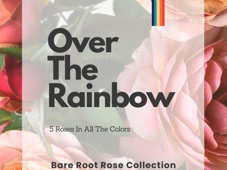 Over The Rainbow Bare Root Rose Collection Online now