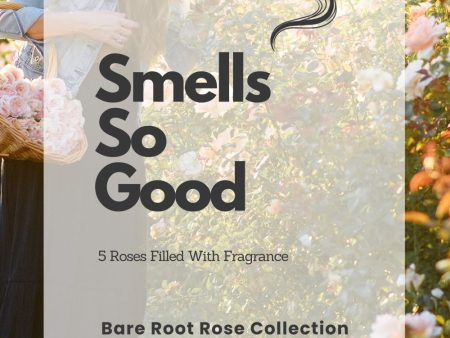 Smells So Good Bare Root Rose Collection Supply