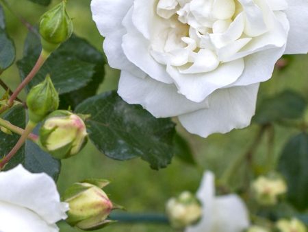 White Dawn Climbing Rose Bare Root Online Hot Sale