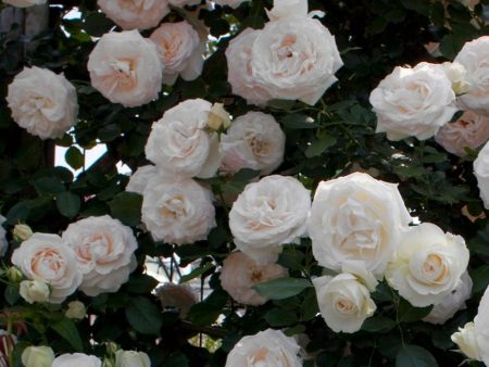 White Eden Climber® Rose Bare Root on Sale