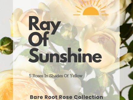 Ray Of Sunshine Bare Root Rose Collection Online Sale