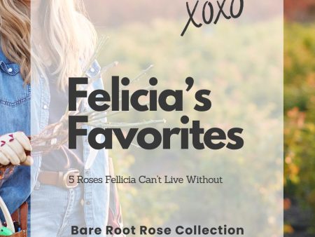 Felicia s Favorites Bare Root Rose Collection Discount