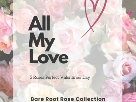 All My Love Bare Root Rose Collection Cheap