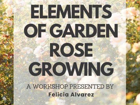 Elements Of Garden Rose Growing Workshop: April 26, 2025 Cheap