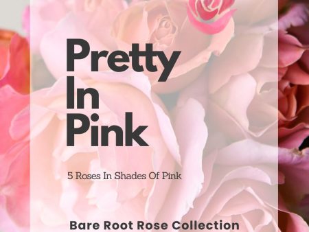 Pretty In Pink Bare Root Rose Collection Online now