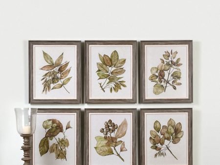 24 H x 20 W Seedlings Framed Prints Set of 6 Supply