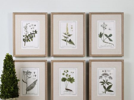 23 H x 18 W Green Floral Botanical Study Prints Set of 6 Cheap